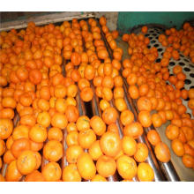 2017 new crop oranges export to Bangladesh